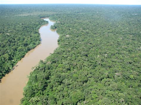 entre    de arboles en region amazonica del ecuador son desconocidos el diario ecuador