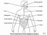 Digestivo Digestive Dibujos Human Lamina Aparato sketch template