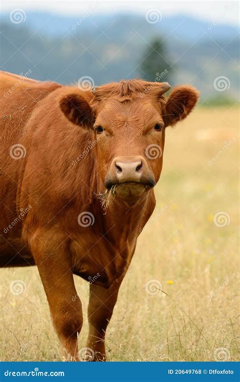 angus cross stock photo image  cows heifer grass