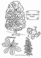 Chestnut Colouring Baumtagebuch Zeichnen Kastanienbaum Ausmalen Conkers Biologie Kastanien Activityvillage Baum Sachkunde Herbst sketch template