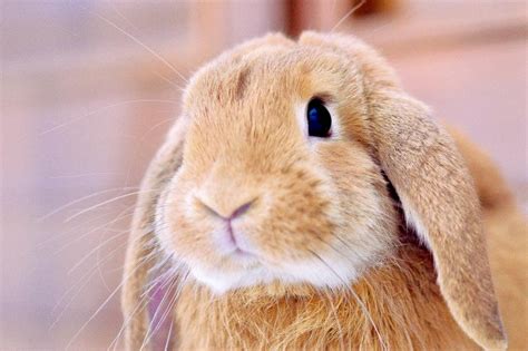 girl bunny names  unique  famous lovetoknow pets