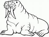Walrus Coloring Pages Printable Kids sketch template