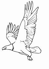 Aigle Aquila Adler Coloriage Arend Aguila Malvorlage Kleurplaat Plein Imprimer Stampare Aquile Schulbilder Roofvogels Ausmalbilder Colorier Ausmalbild Aguilas Bald Educolor sketch template
