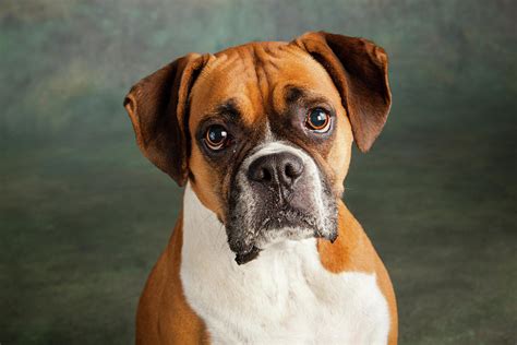 portrait   boxer dog photograph  animal images pixels merch