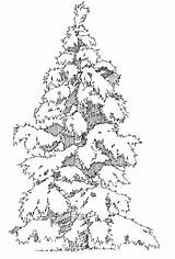 Tree Evergreen Coloring Outline Clipart Library sketch template