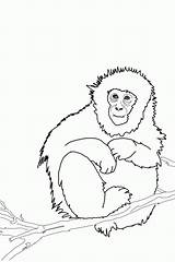 Monkey Coloring Pages Printable Kids Monkeys Cute Print Drawing Color Face Realistic Bestcoloringpagesforkids Animals Arboreal Animal Getdrawings Baby Comments Adult sketch template