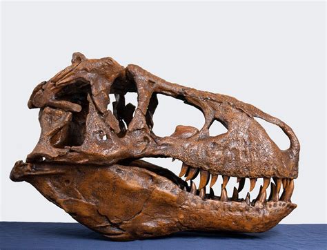 rex skull full scale smithsonian fossil replica  inches ebay