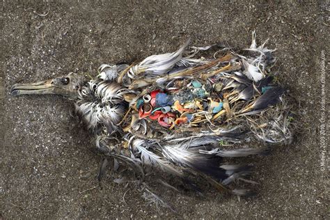 gegen die plastiklobby plastik verschmutzung beenden umweltkunst