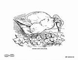 Coloring Pages Old Fashioned Library Clipart Goose Gosling Printable Popular sketch template