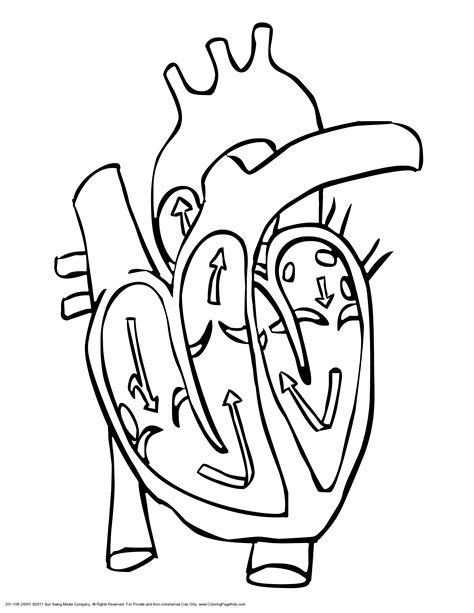 human body heart coloring pages high quality coloring pages