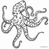 Octopus Coloring Printable Realistic Kids Pages Cool2bkids Drawing Getdrawings sketch template