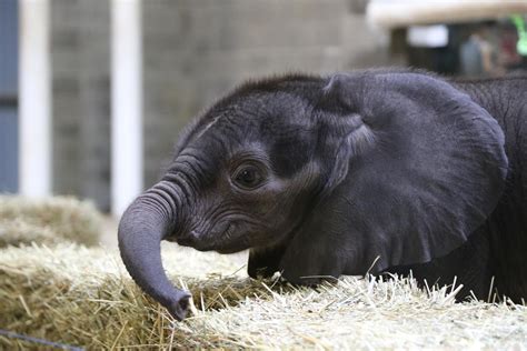 pittsburgh zoos curious baby elephant  adorable debut  wesa