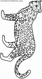 Coloring Leopard Pages Cheetah Coloriage Félins Cheetahs Imprimer Animated Dessiner Colouring Coloringpages1001 Gif Gifs sketch template