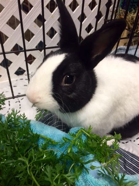 adopt a rabbit in pennsylvania rabbits for adoption