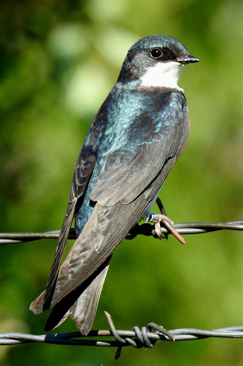 tree swallow birdwatching