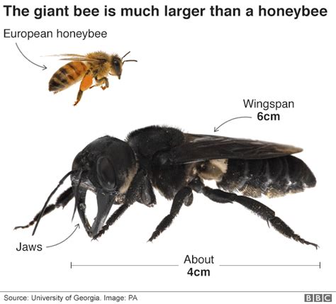 Wallace S Giant Bee The World S Largest Bee R Thegreatonesreborn