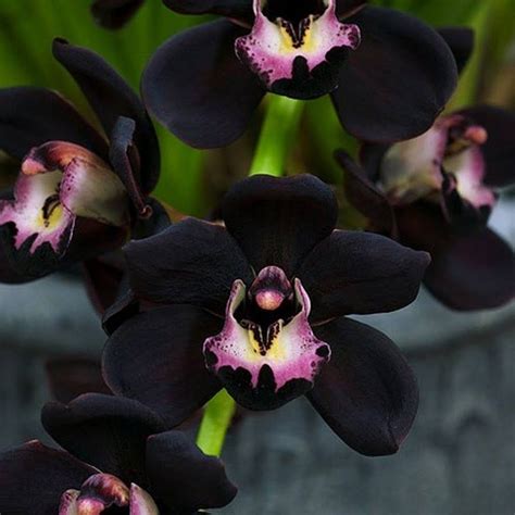 pin  orquideas