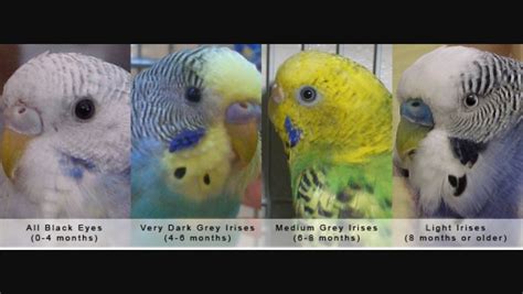 Pin By Jessica Mitchell On Bird Things Budgies Budgerigar Nature