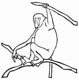 Monkey Proboscis Coloring Pages Clipart Color Animals Print Animal Thecolor Clipground Sheet Long Gif sketch template