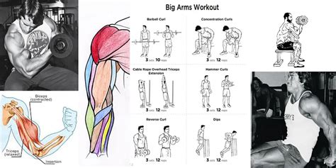 biceps triceps superset workout arnold   workout   days