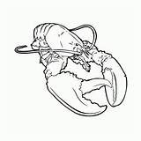 Lobster Kreeft Aragosta Hummer Realista Kleurplaten Kreeften Lobsters Crostacei Animali Tekst Versie sketch template