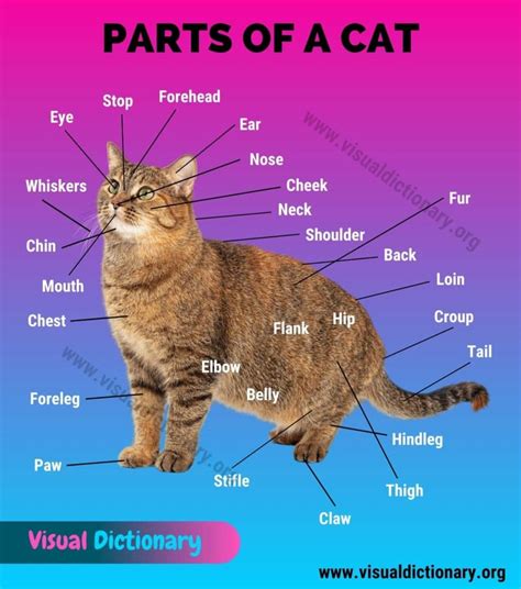 cat anatomy interesting list   external parts   cat visual dictionary