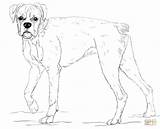 Boxer Coloring Dog Pages Printable Drawing Young Drawings Paper Designlooter Getdrawings Related sketch template