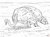 Ostrich Avestruz Huevos Nest Empollando Dibujo Ostriches sketch template