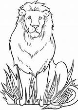 Lion Coloring Pages Print Easy Tulamama sketch template