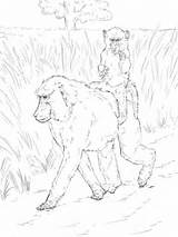 Coloring Baby Baboon Mother Carries Back Pages African Categories sketch template