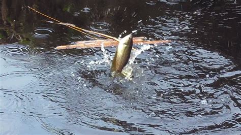 mancing ikan sepat siam teknik umpan mengapung tamat youtube