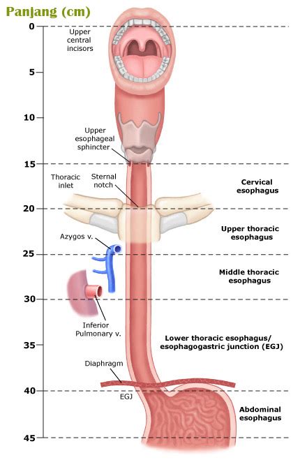 fungsi kerongkongan manusia esofagus gerak peristaltik