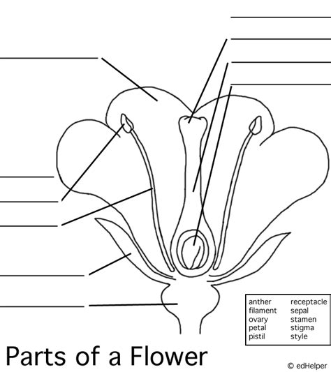awesome blank image  parts  flower  review parts   flower science lessons plant science