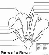 Fill Dissection Blanks Bestflowersite sketch template