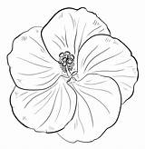 Coloring Flowers Pages Printable Hibiscus Beautiful Print sketch template