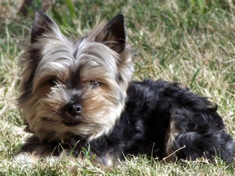 yorkie dog  yard   stock photo public domain pictures