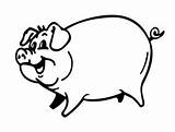 Pig Colouring Pigs sketch template