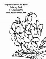 Coloring Kauai Tropical Flowers Book Instant 1500px 02kb 1153 Diy sketch template