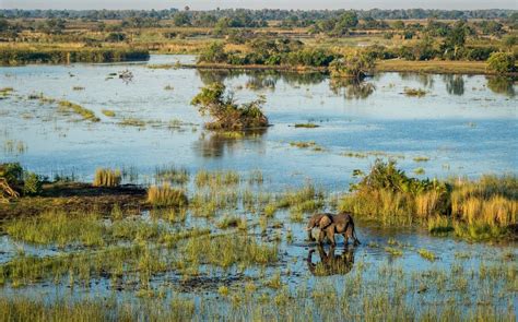 delta bravo as botswana s seminal mombo camp reopens now s the time for an okavango delta safari