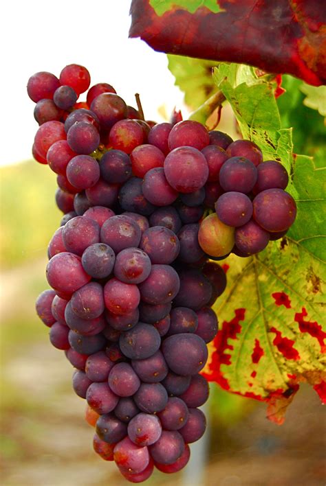 grapes grapes delicious fruit fruit