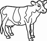 Cow Coloring Pages Printable Cattle Drawing Adults Face Colouring Color Dairy Farm Pic Dogwood Getcolorings Cute Animal Print Line Strange sketch template