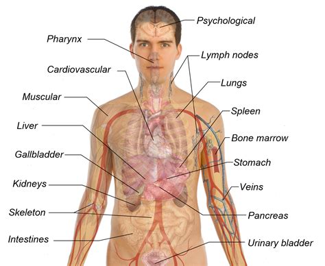 human body organs diagram
