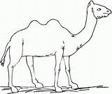 Camel Bestcoloringpagesforkids Entitlementtrap Coloringbay sketch template
