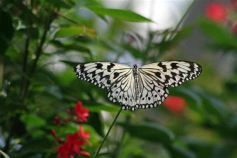 white butterfly   hellkitty  deviantart