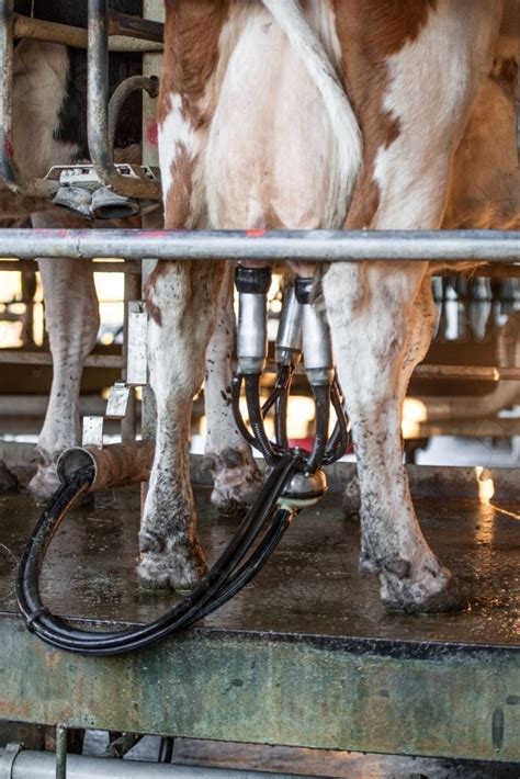 image of cow being milked on rotary dairy platform