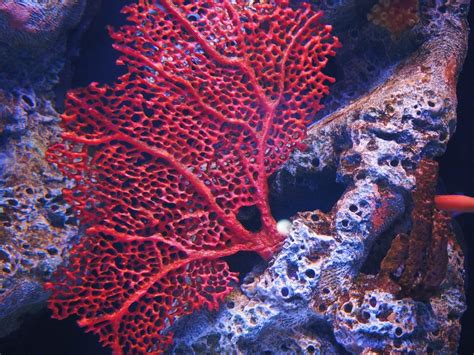 coral sex conceives new growth for great barrier reef bulletin of the atomic scientists