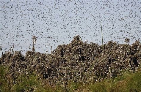 locusts  threatening parts  southern africa