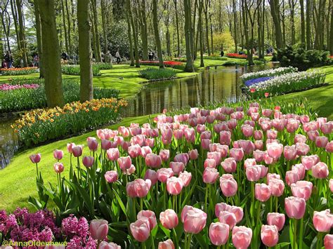 tentang  koleksi bunga tulip gambar hidup