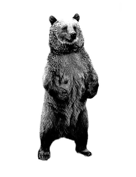 bear standing  wildlife digital engraving image  digitaleclectic