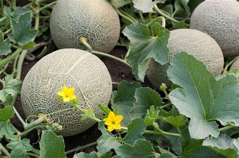 grow honeydew melon   garden plant instructions